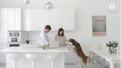 dog best video cute doge