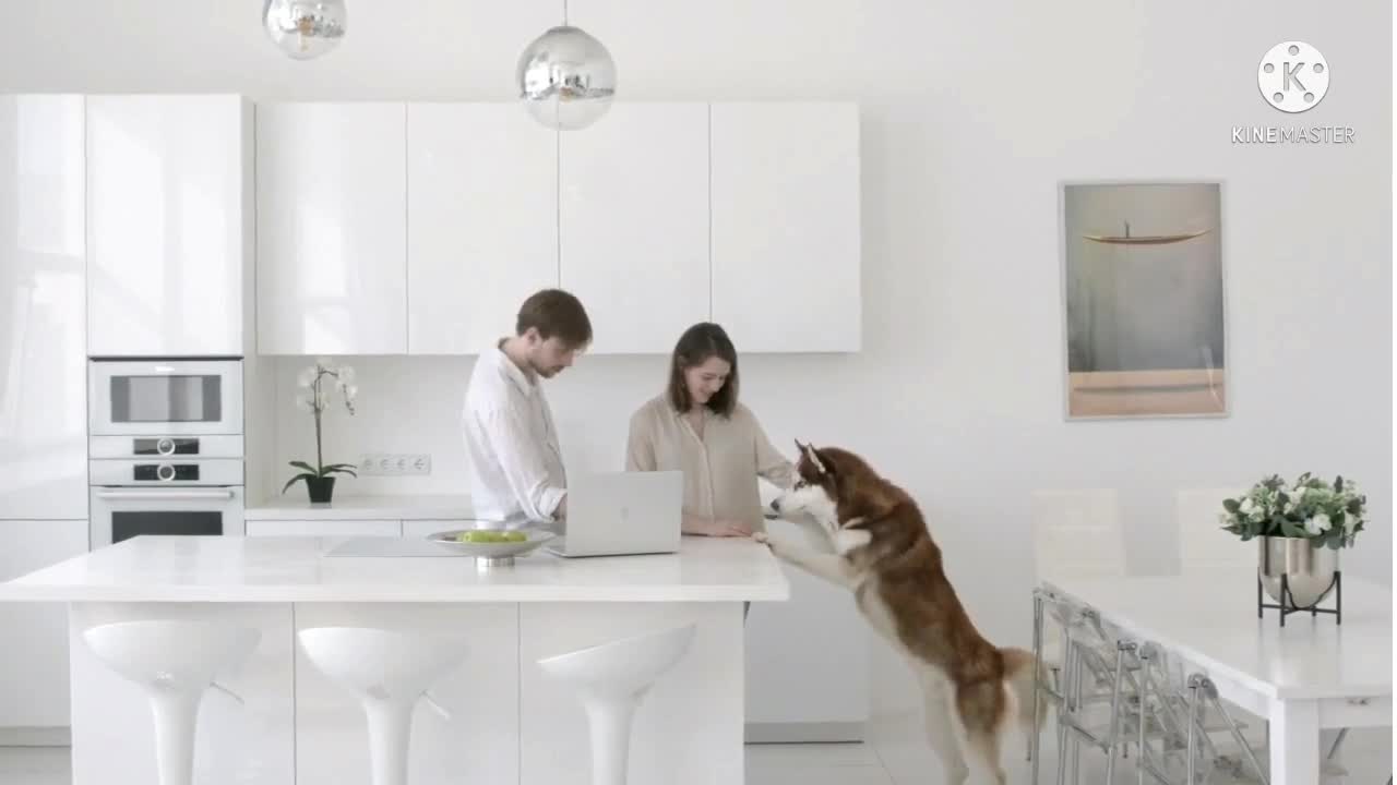 dog best video cute doge