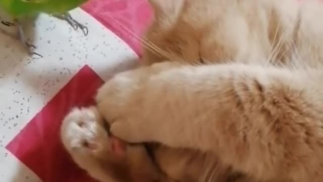 Sleeping cat and bird