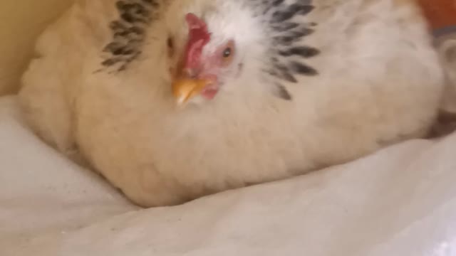 Angry hen