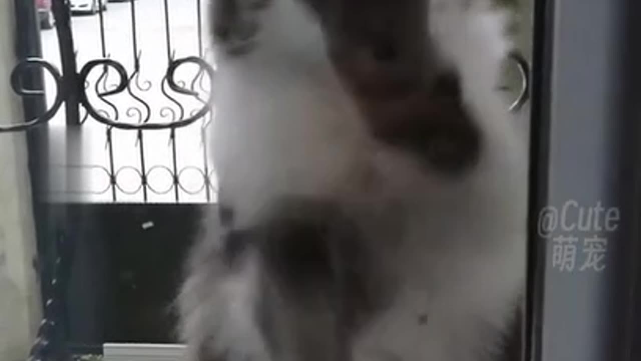 Funny animals short video