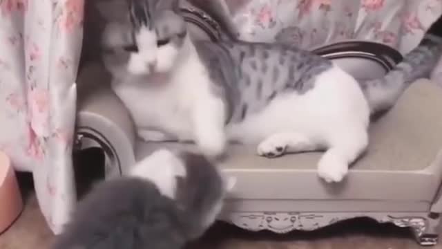 Funny cat reaction videos | Cat Training Tools