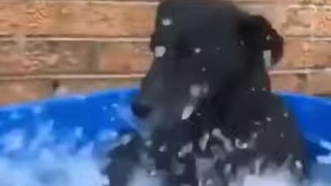 funny dog love to play with water
