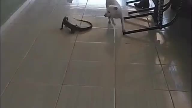 dog gets the worst of it when attacking lizard