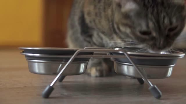 A female cat coming up to the dish and staring to eat dry food from metal dish