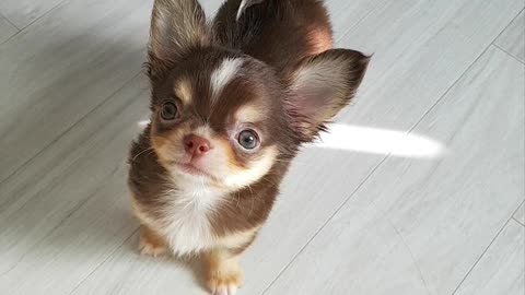 a squirrel-like puppy