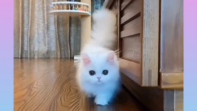 Cute and funny cat video compilation#short