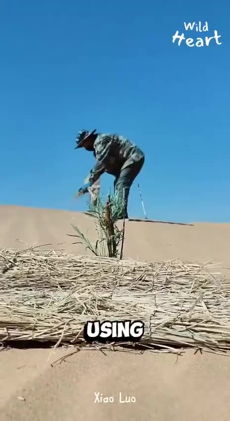 China’s great GREEN WALL