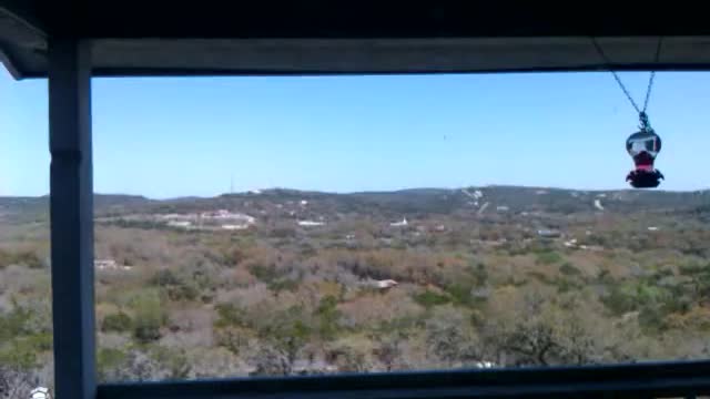 Bats in Helotes, Texas