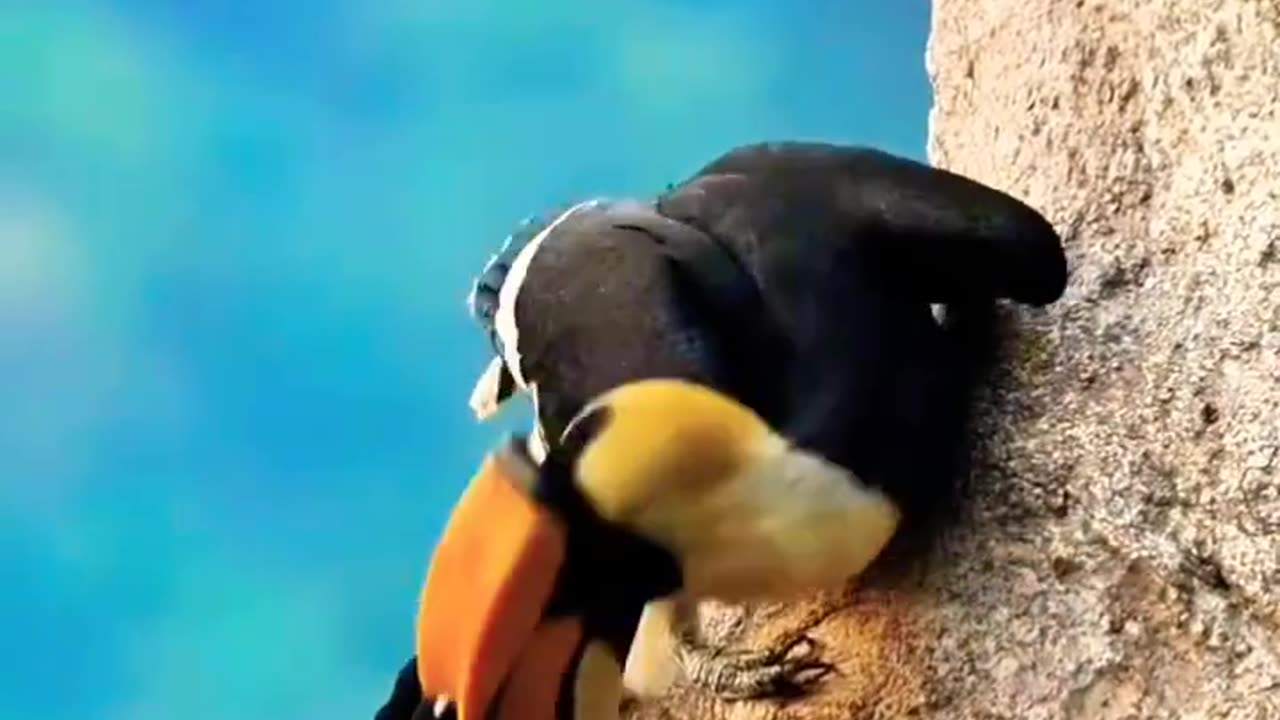 Great Hornbill