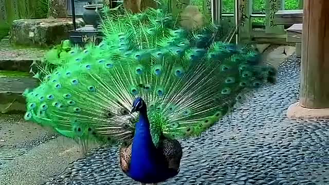 The peacock spreads his splendid tail.