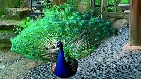 The peacock spreads his splendid tail.