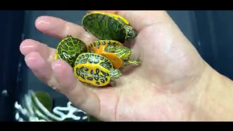 beautiful little yellow-eared turtle