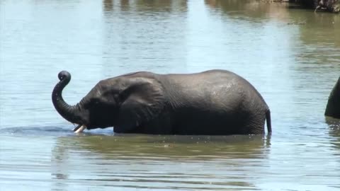 Addo National Park video - (Elephants; Lions; Buffalos; Kudu and many other wildlife)