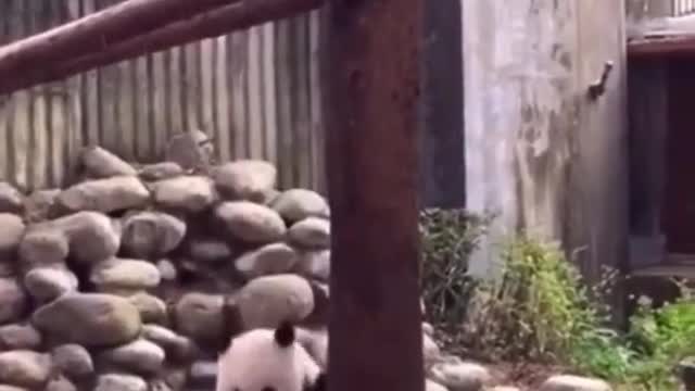 FUNNY ANIMALS VIDEOS TRY NOT TO LAUGH 🤣 | FUNNY CATS | FUNNY DOGS