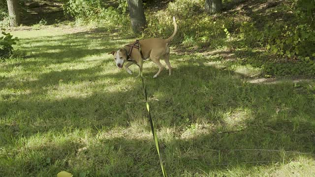 Dog sniffing around in the grass