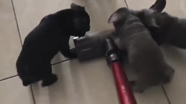 Watch these puppies "help out" with the housework