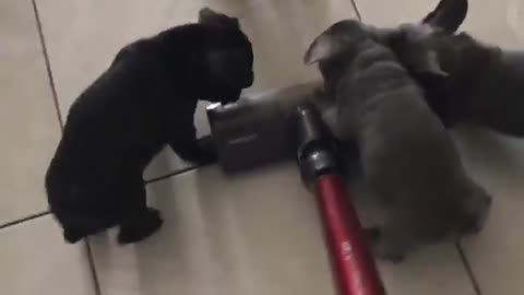 Watch these puppies "help out" with the housework