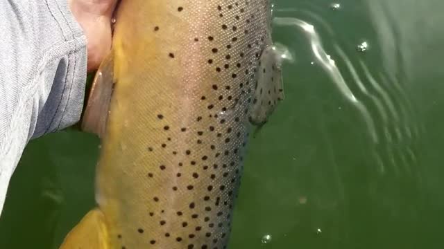 Yellowstone Cutthroat Trout