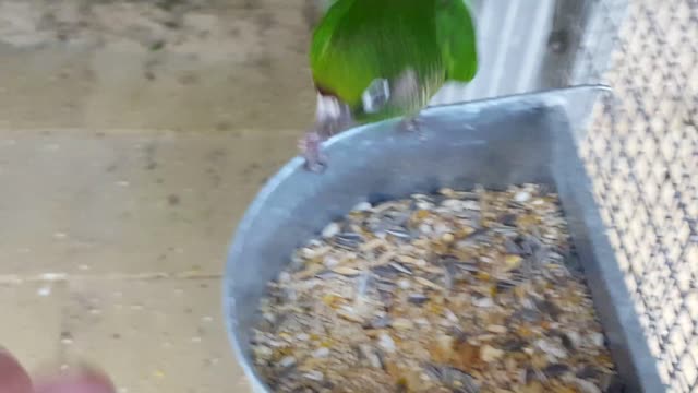 Maroon Bellied Conures Parakeets