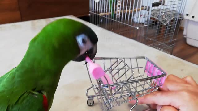 parrot shopping