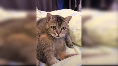 Funny Cats and Friends: Try not to laugh