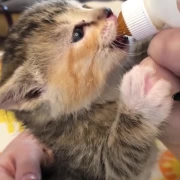 Cute Kitten ❤️❤️