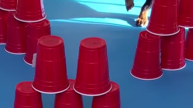 NINJA WARRIOR, The Dog Obstacle Challenge!