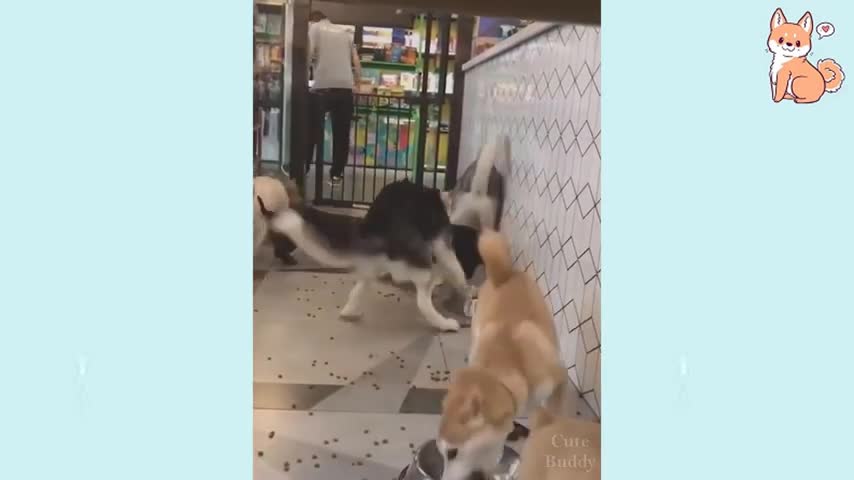 Cute puppies and funny 1