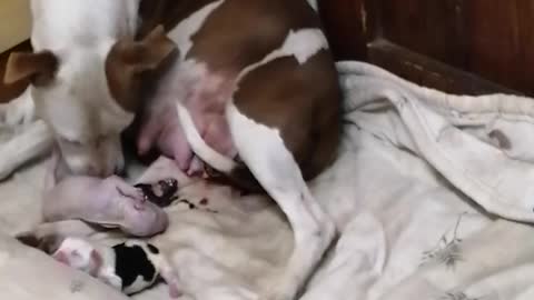 AMAZING! Pit Bull gives birth to puppies - part1