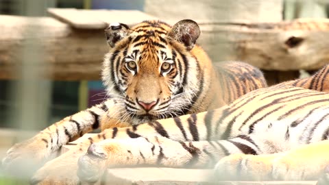 Tiger Relaxing on the Ground: Patiently Waiting for Its Mate