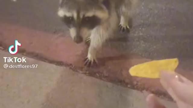 Food so poisonous even a raccoon don’t want it