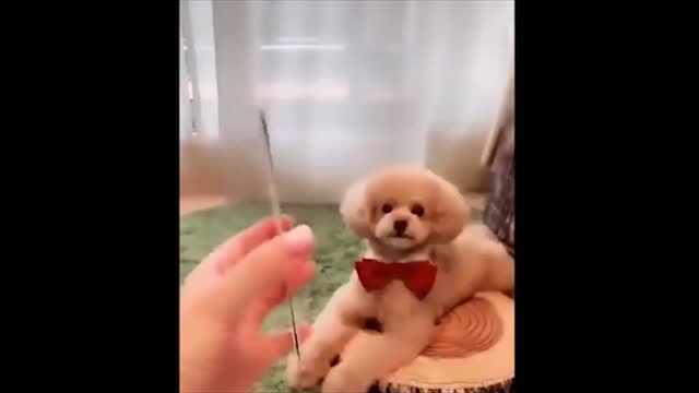 Cute baby dogos - Compilation #2