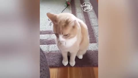 Funny Cats Reaction To Toy!!