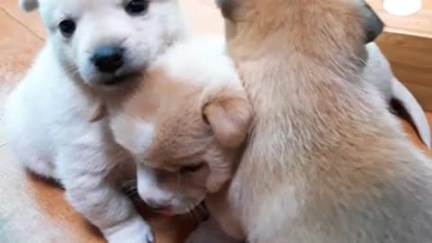 3 cute puppies