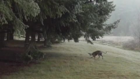 Dog running in the meadow