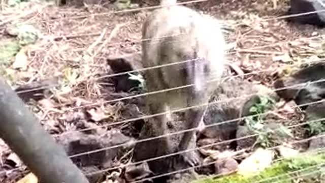 Baboon In Playful Mood