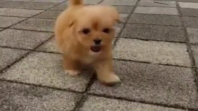 Cute and Funny Dog Videos