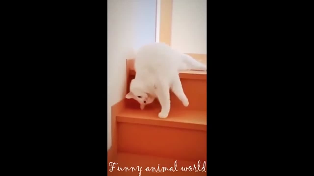 New Funny Videos 2024 😍 Funniest Animals🐶😹