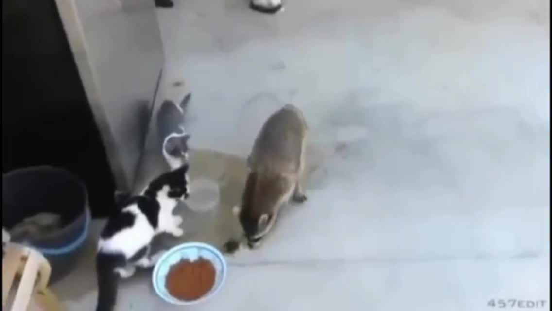 🤩Funny Animals#01