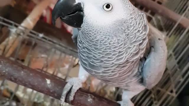 Female Parrot Follows Owner Phone Video