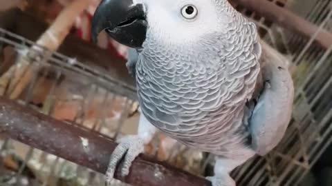 Female Parrot Follows Owner Phone Video