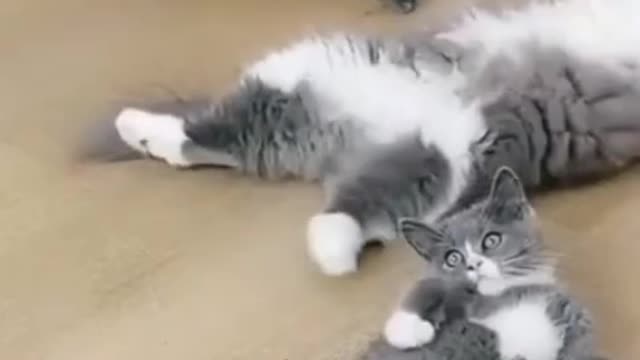 cat funny video