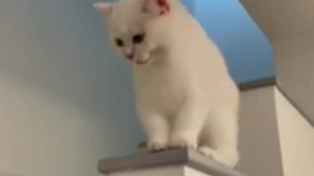 Funny cat video