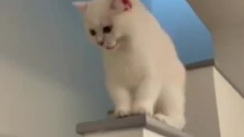 Funny cat video