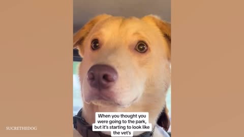Pets Vet Love