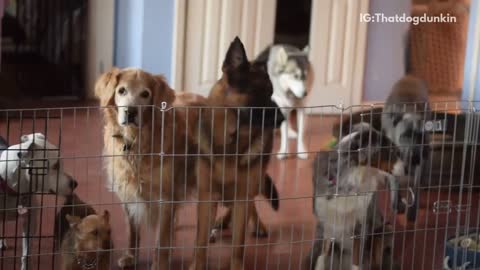 Grey pitbull jumps metal fence in front of other dogs