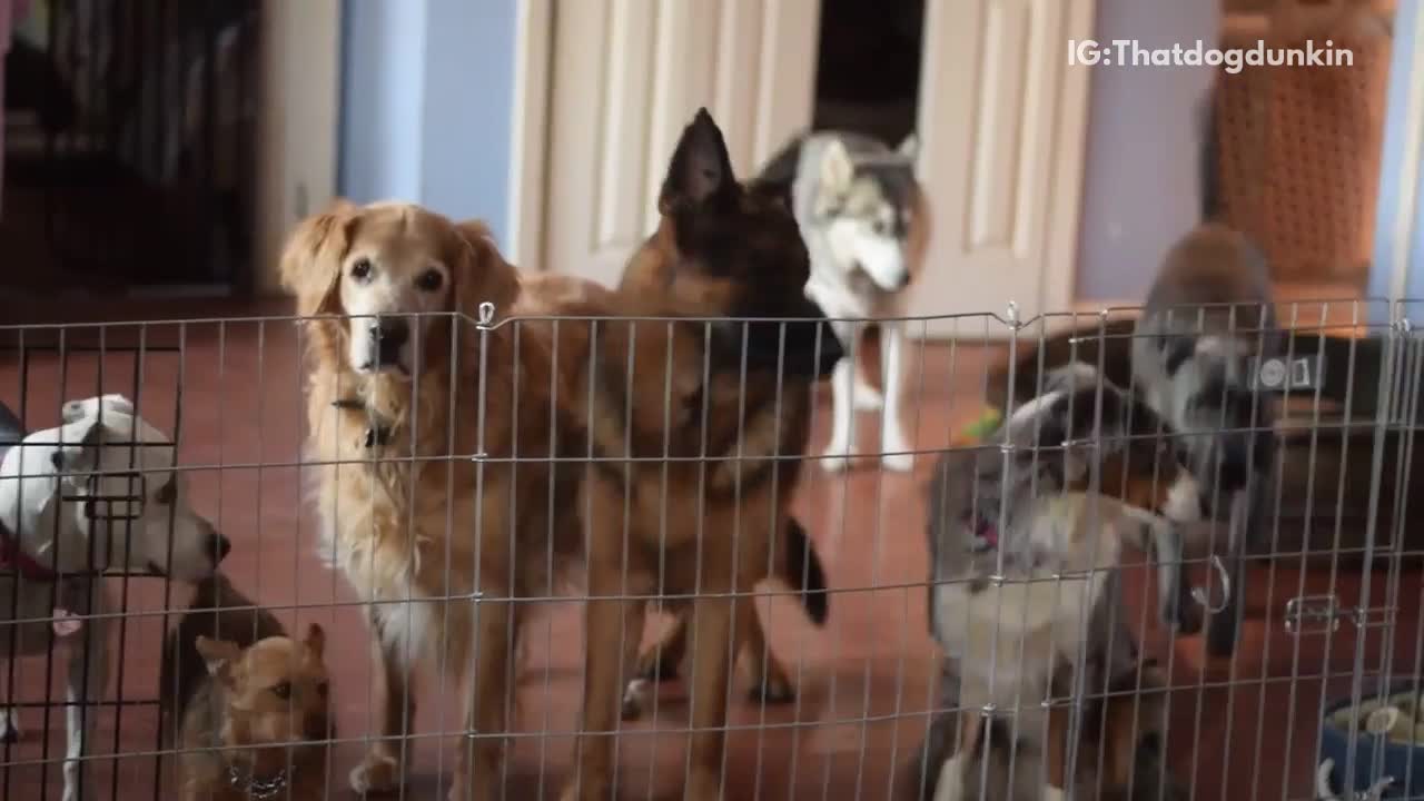 Grey pitbull jumps metal fence in front of other dogs