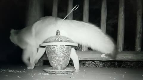 When A Fox Marks (Pees On) The Bird Feeder!
