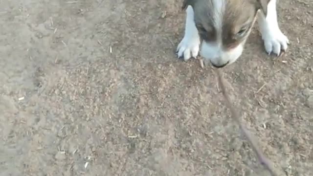 Cute dog very angry